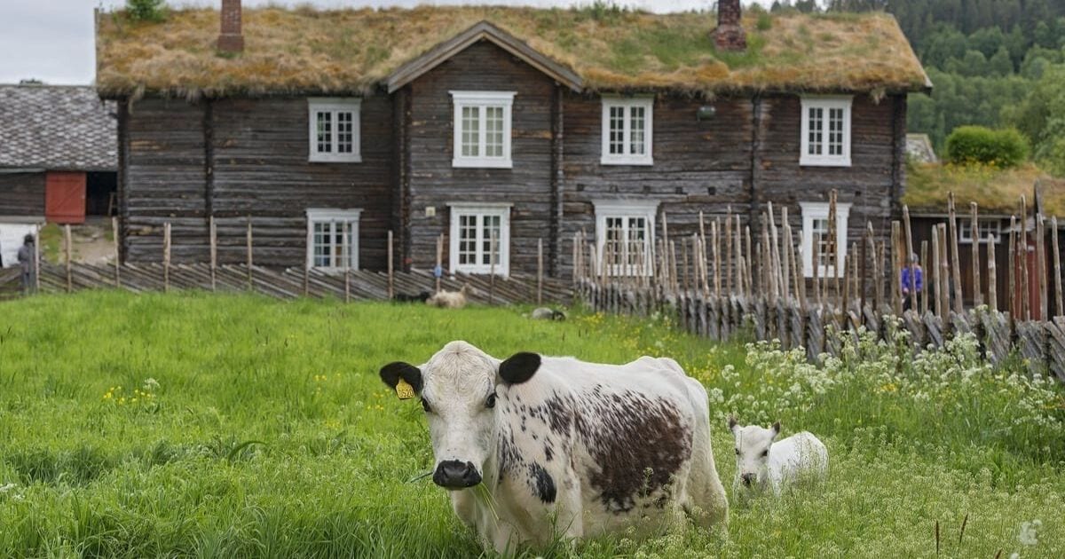 gårdsturisme,gård,fjell,røros,østerdalen