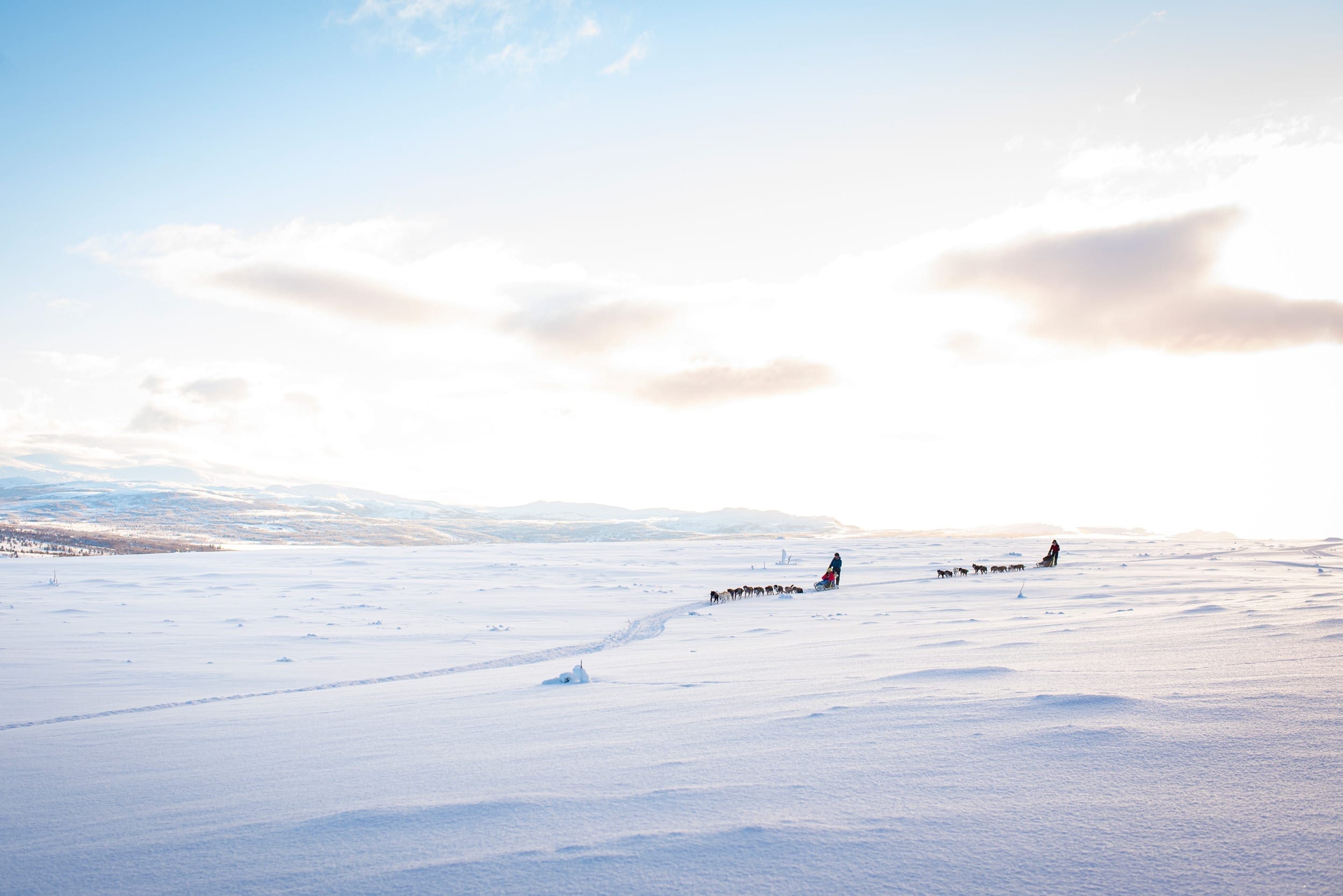 Hundekjøring-Rørosvidda-Røros-Aktivitet-vinter